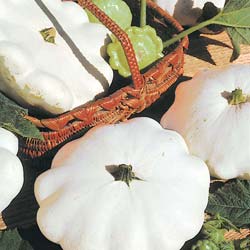 courgette patisson blanc